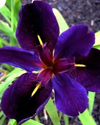 Iris louisiana Black Gamecock pianta laghetto
