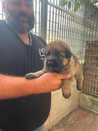 Cuccioli pastore tedesco