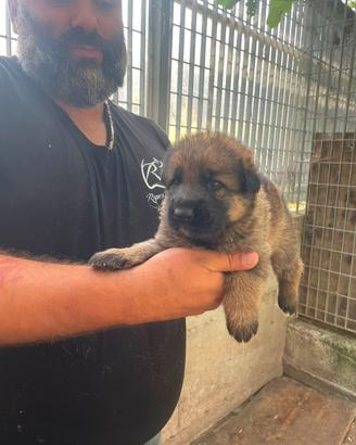 Cuccioli pastore tedesco