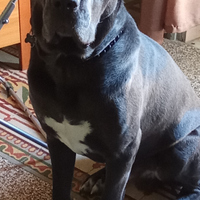 Cane Corso di 24 mesi con pedigree