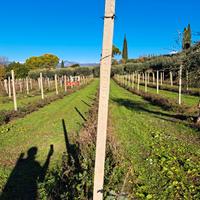 Pali cemento per vigneto recinzioni 30 cent