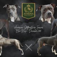 Cuccioli di American Staffordshire Terrier Blue