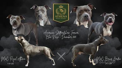 Cuccioli di American Staffordshire Terrier Blue