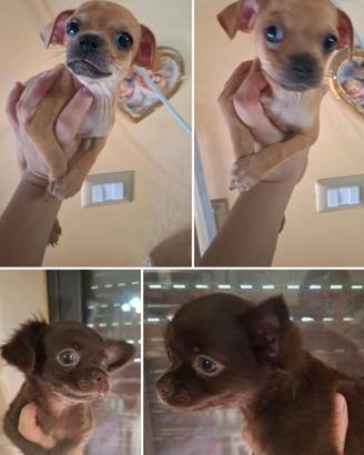 Ultimi dolcissimi chihuahua toy