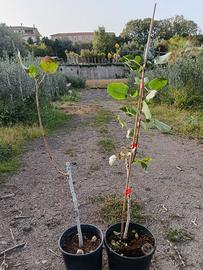 Piante di pistacchio