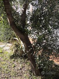 Albero di ulivo