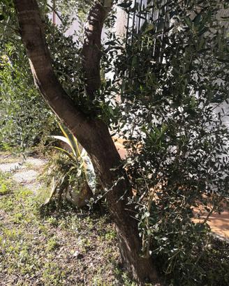 Albero di ulivo