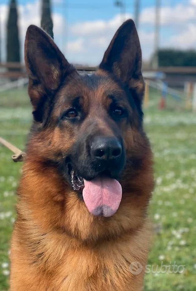 Cuccioli pastore tedesco Regalo e vendita animali in Toscana