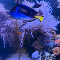 Acquario marino completo