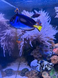 Acquario marino completo