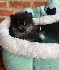 Cucciolo spitz pomerania maschietto