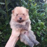 Cucciolino spitz Volpino di pomerania nano