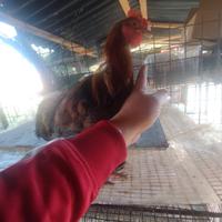 Polletto marans