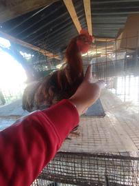 Polletto marans