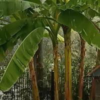 Piante di banano varie misure