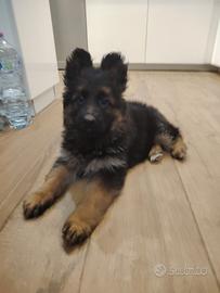 Cuccioli di Pastore Tedesco