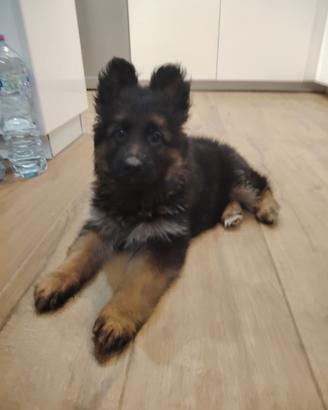 Cuccioli di Pastore Tedesco