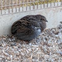 Quaglie cinesi