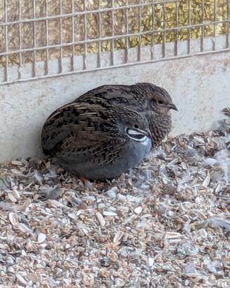 Quaglie cinesi