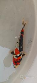 carpa koi showa doitzu 25cm 