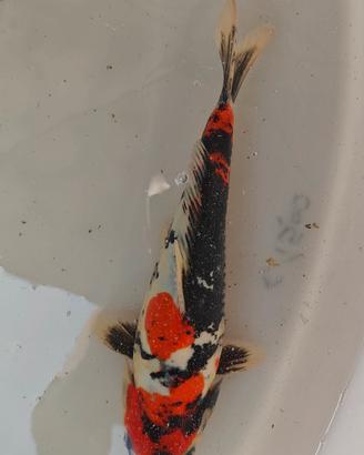carpa koi showa doitzu 25cm 