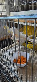 Canarini coppia