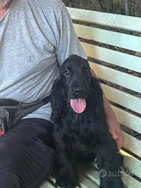 Cocker spaniel inglese
