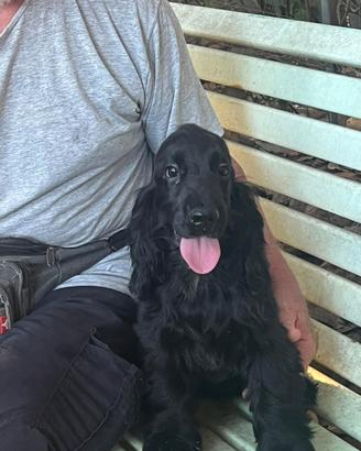Cocker spaniel inglese
