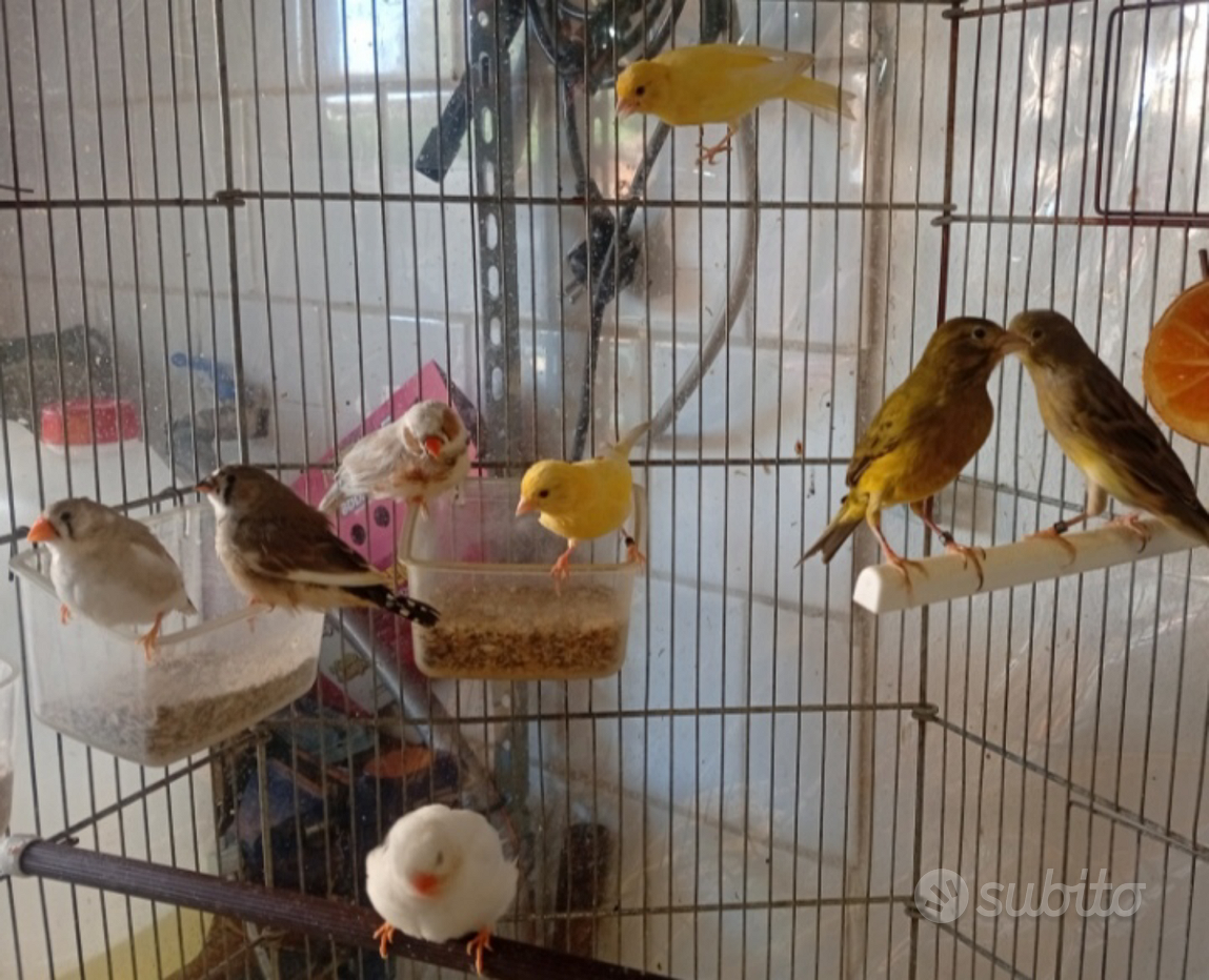 Canarini Regalo e vendita animali in Veneto