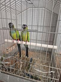 Blocco pappagalli