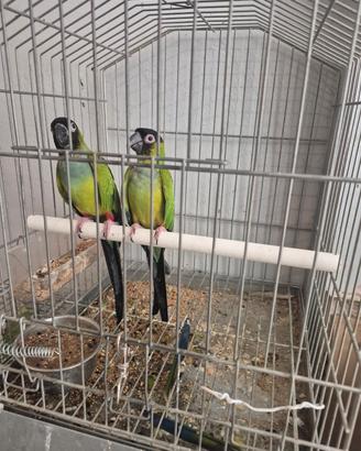 Blocco pappagalli