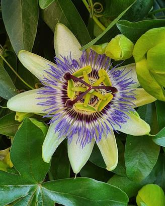 Passiflora Caerulea pianta