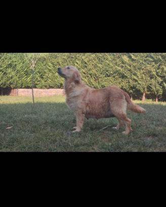 Golden retriever