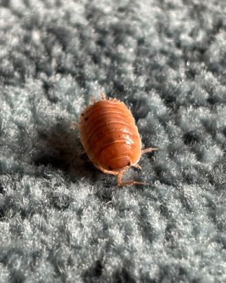 Porcellio laevis "orange"