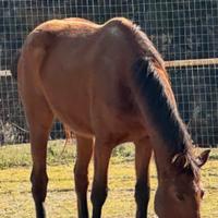 Puledra 5 anni selezionata