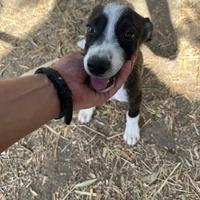 Toby, cucciolo taglia piccola Adozione