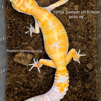 Geco leopardino albino