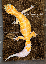 Geco leopardino albino