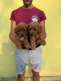 Cuccioli di Barboncino Toy Red