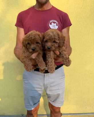 Cuccioli di Barboncino Toy Red