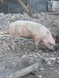 Scrofa