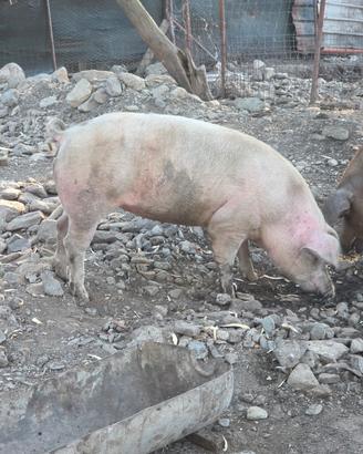 Scrofa