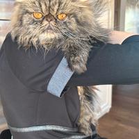 Persiana Femmina per accoppiamento