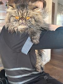 Persiana Femmina per accoppiamento