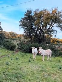 Coppia Asini Asinara