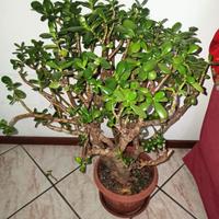 Piante crassula ovata