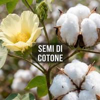 Semi della pianta del Cotone