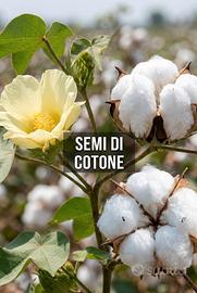 Semi della pianta del Cotone