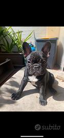 Bulldog francese disponibile