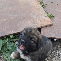 Cuccioli pastore del Caucaso